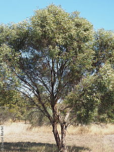 Eucalyptus odorata p Denzel Murfet Currency Creek